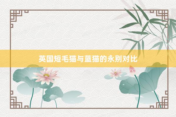 英国短毛猫与蓝猫的永别对比